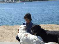 Hospedagem Familiar para Cães/ Creche/ Passeios (VNG)