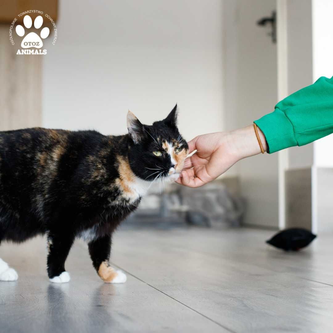 Śliczna kotka do adopcji! Poznajcie Leię!