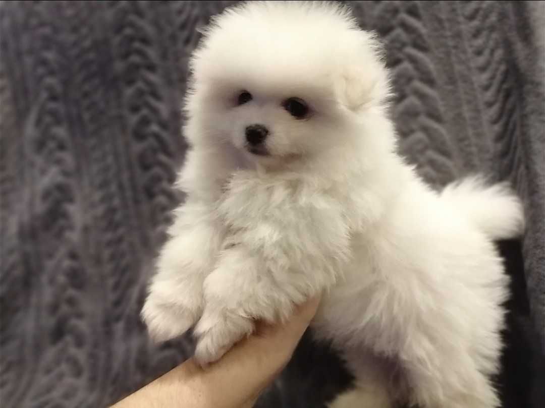 Szpic Miniaturowy Pomeranian.