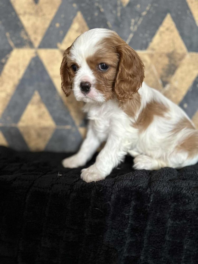 Suczka rasy Cavalier King Charles Spaniel