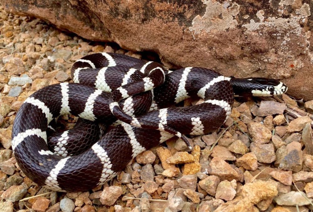 Змея калифорнийская, ручные змейки черно-белые