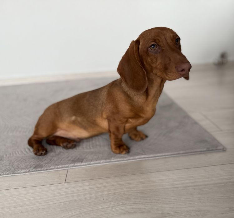 Jamnik - jamniczek -samiec