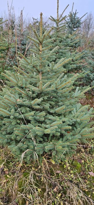 Choinki swierk srebny