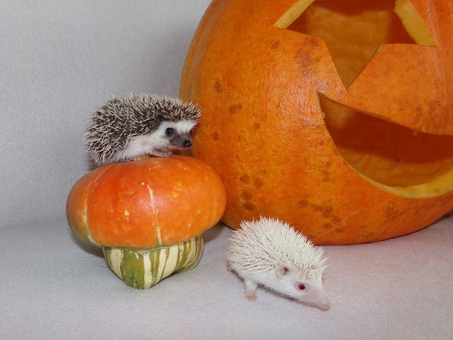 Jeże, jeż pigmejski,  jeżyki, z książeczką zdrowia i rodowodem