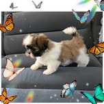 Chłopiec Shih tzu malutki szczeniak Shih-tzu Shihtzu