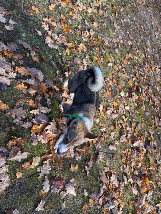 Łajka Zachodnio-Syberyjska