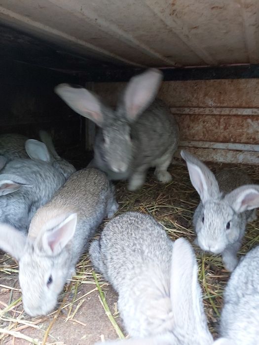 Кролики,бургунці,НЗБ,фланлери,віденські голубі