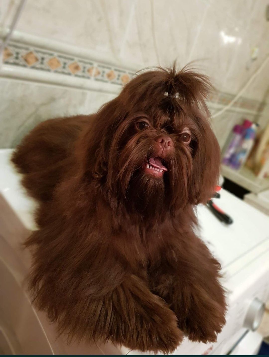 Shih tzu śliczny  czekoladowy szczeniak