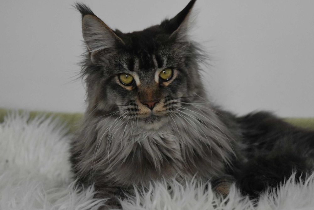 Kotka Maine Coon  Ramonda-pohodowlana