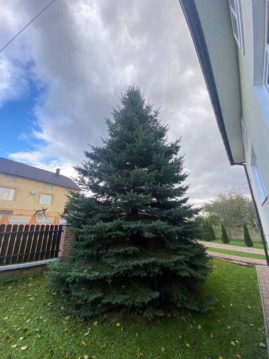 Продажться ялинка