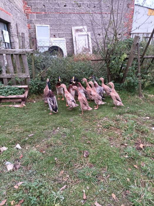 Kaczki biegusy indyjskie