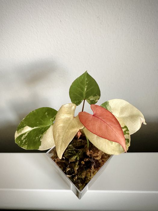 Fallopia Multiflora Variegata - roślina kolekcjonerska