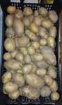 Sacos de batata Agria biológica 20kg por 10€!!!