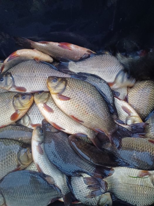 Karaś złoty . Lin , Sandacz , Jesiotr.