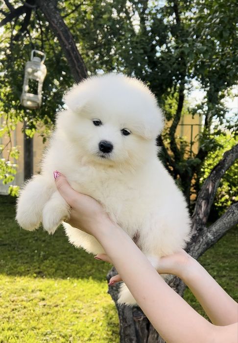 Цуценята. Купити Самоєда