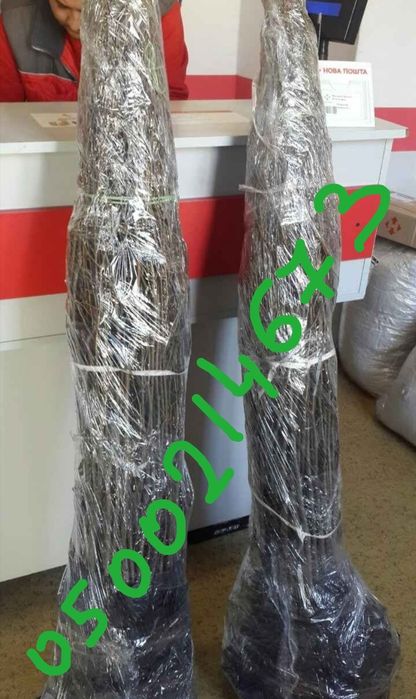 Саженцы Липы. Граб. Бук. Ясень. Дуб. Береза.