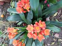 Vendo pés de clivia