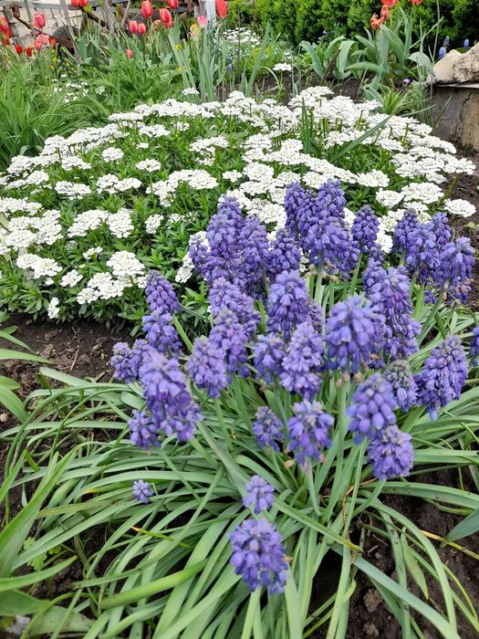 Мускарі блакитний