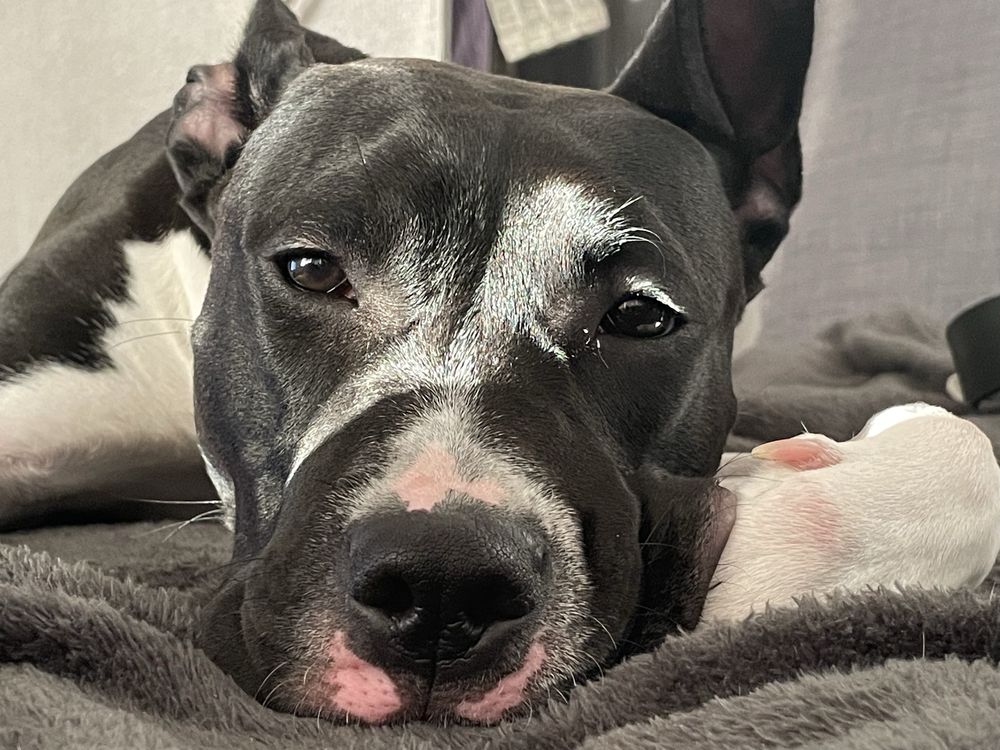 Amstaff Staffordshire Terrier