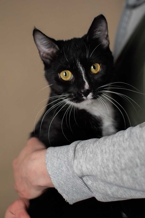 Śmiechawka - nieśmiała kocia pingwinka szuka domu