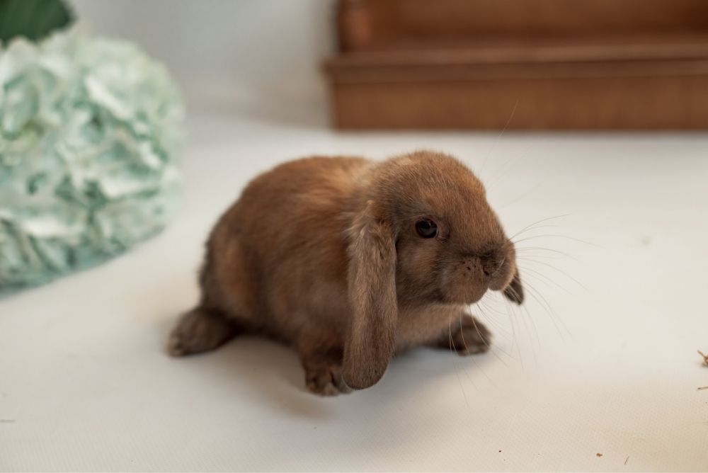 Кролик декоративний Міні Лоп