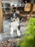 Szczeniak suczka Owczarek szkocki długowłosy - Collie