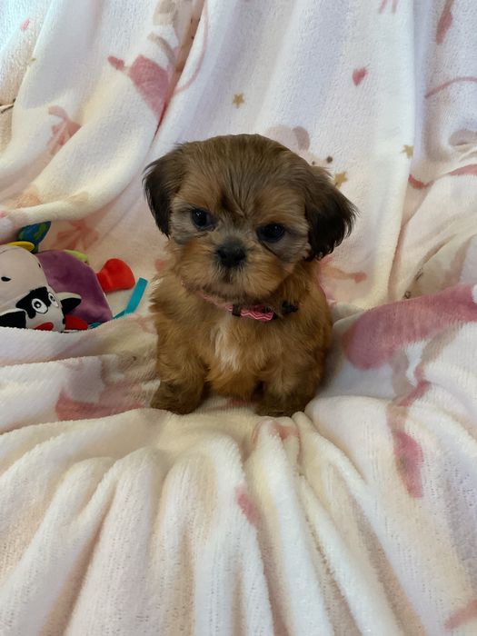 Shih tzu Salonowe suczki