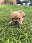Buldog Francuski