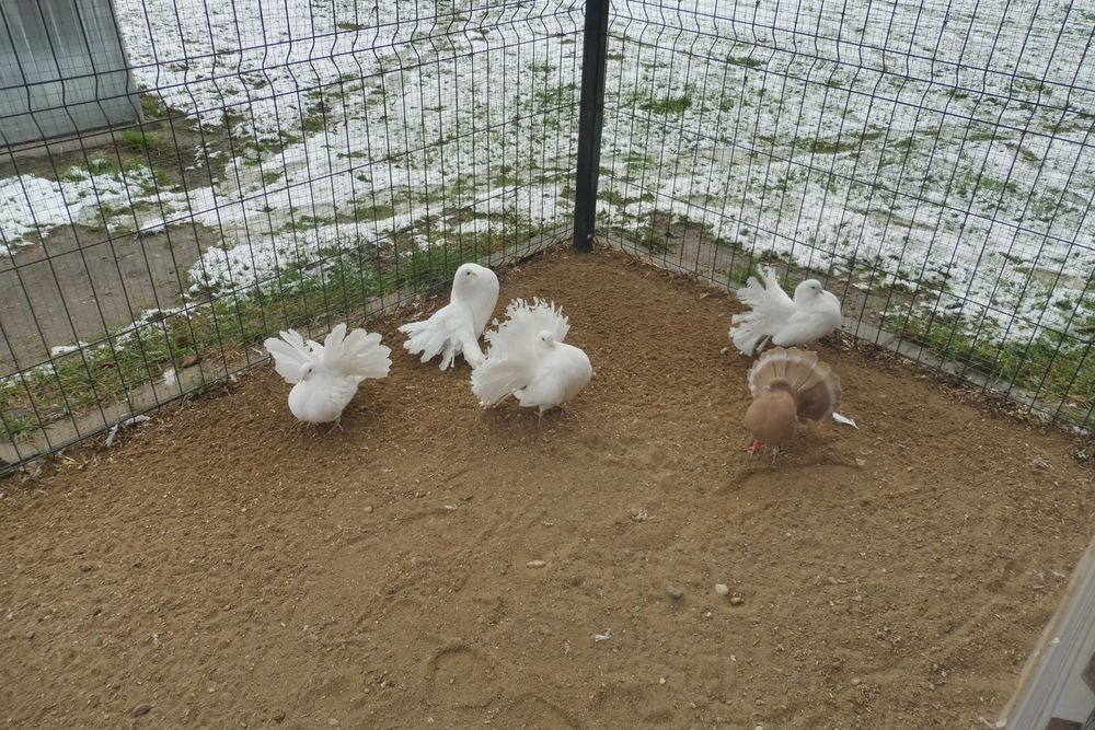 Sprzedam gołębie pawiki