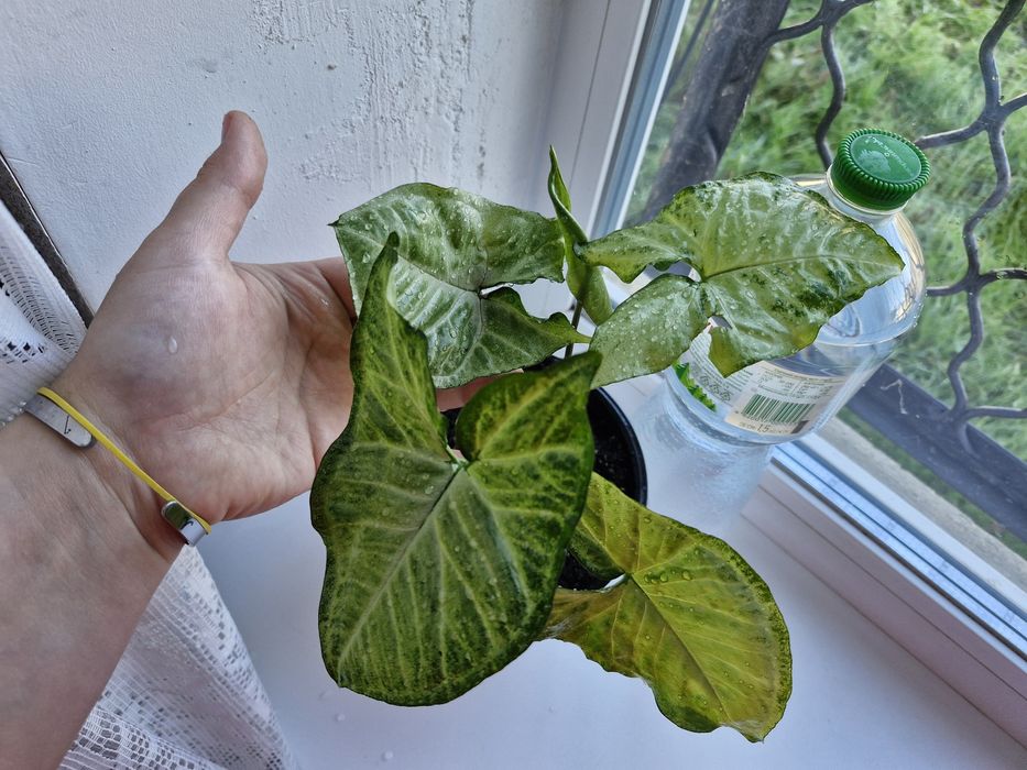 Сингониум в двойном горшке