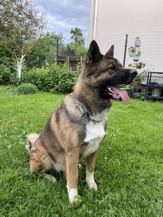 Вязка Акіти амеріканскоі шукаємо дівчинку для гарного хлопця