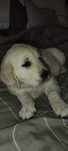 Szczeniak Golden Retriever