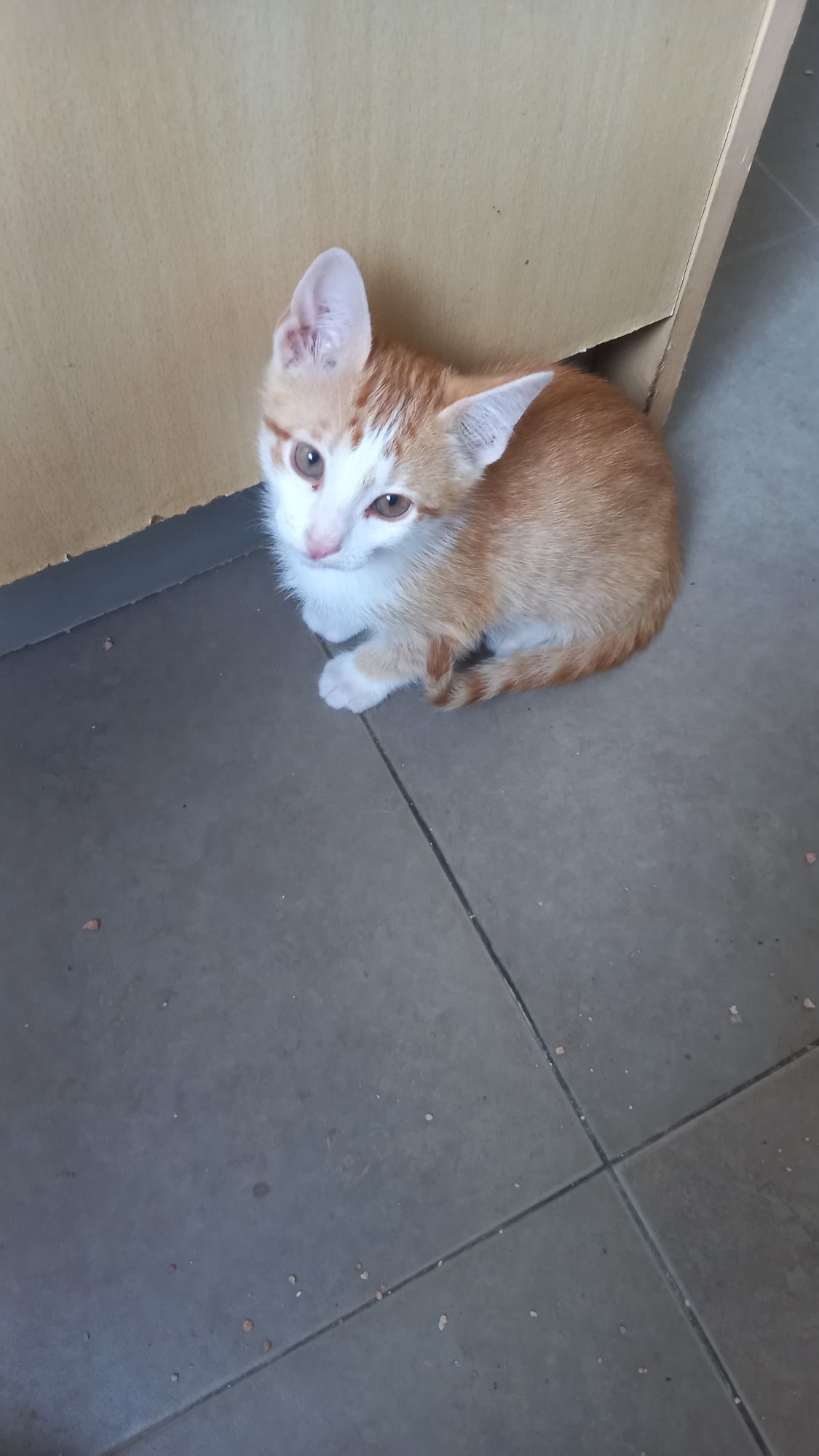 Gatinho para adopção  com dois meses.