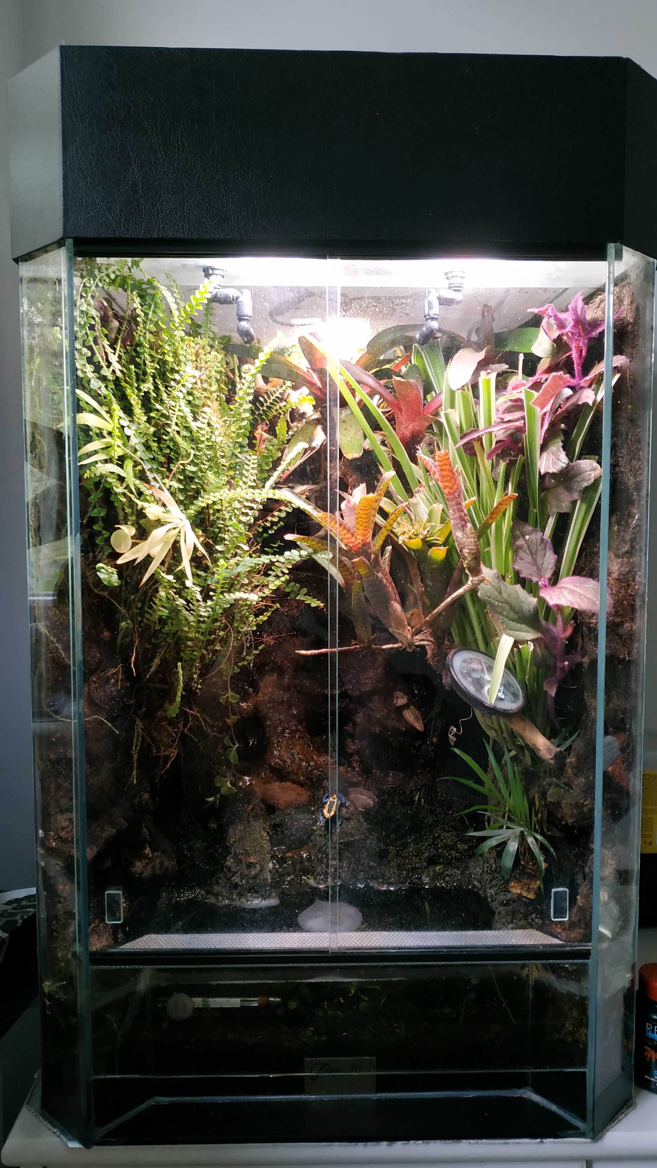 Paludarium terrarium tropikalne wiwarium 50cmx50cmx70cm + 12cm pokrywa