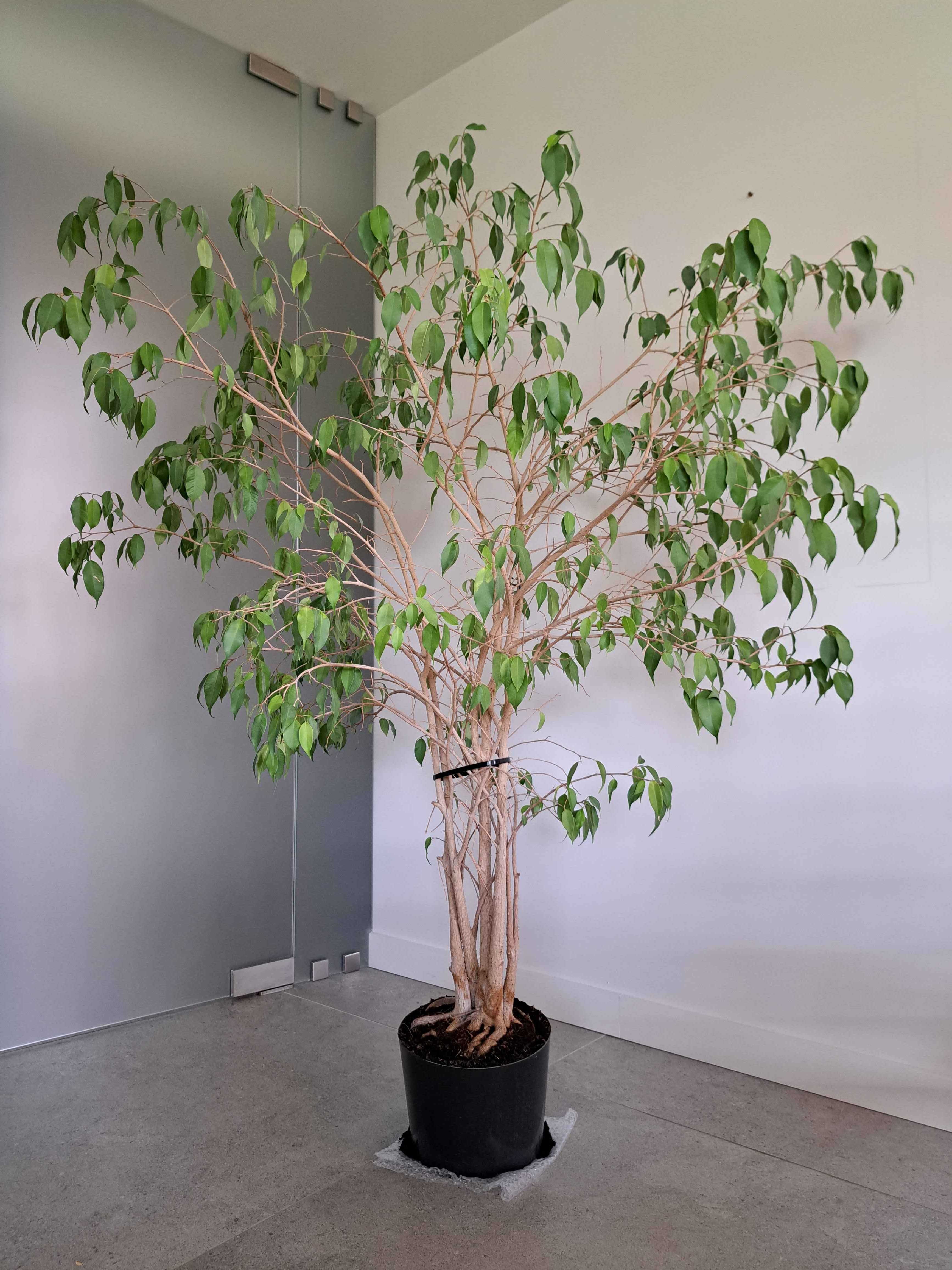 Figowiec benjamina (ficus / fikus benjamina), wysokość ok. 200 cm