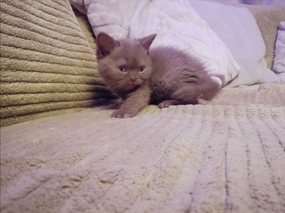 Kotek Brytyjski cynamonowa kotkay .. Puchate Cudo .. kociak