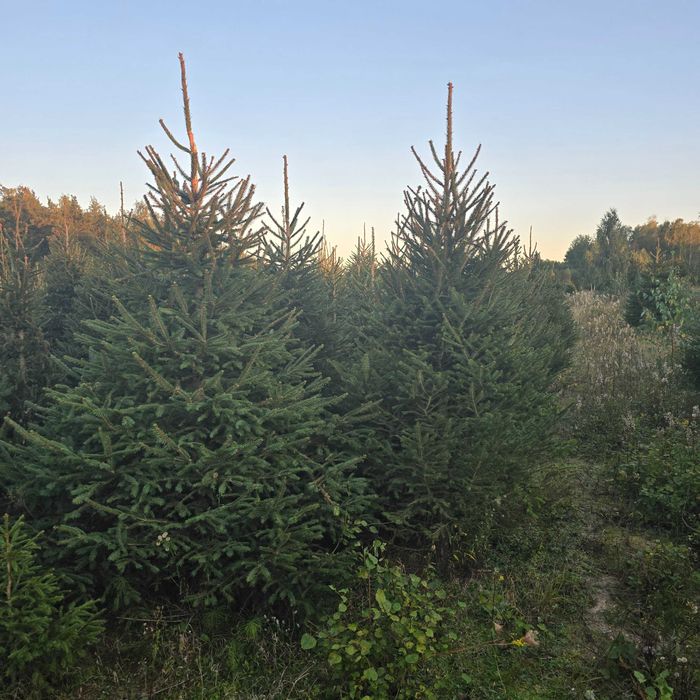 Choinki, świerk pospolity, srebrny, serbski