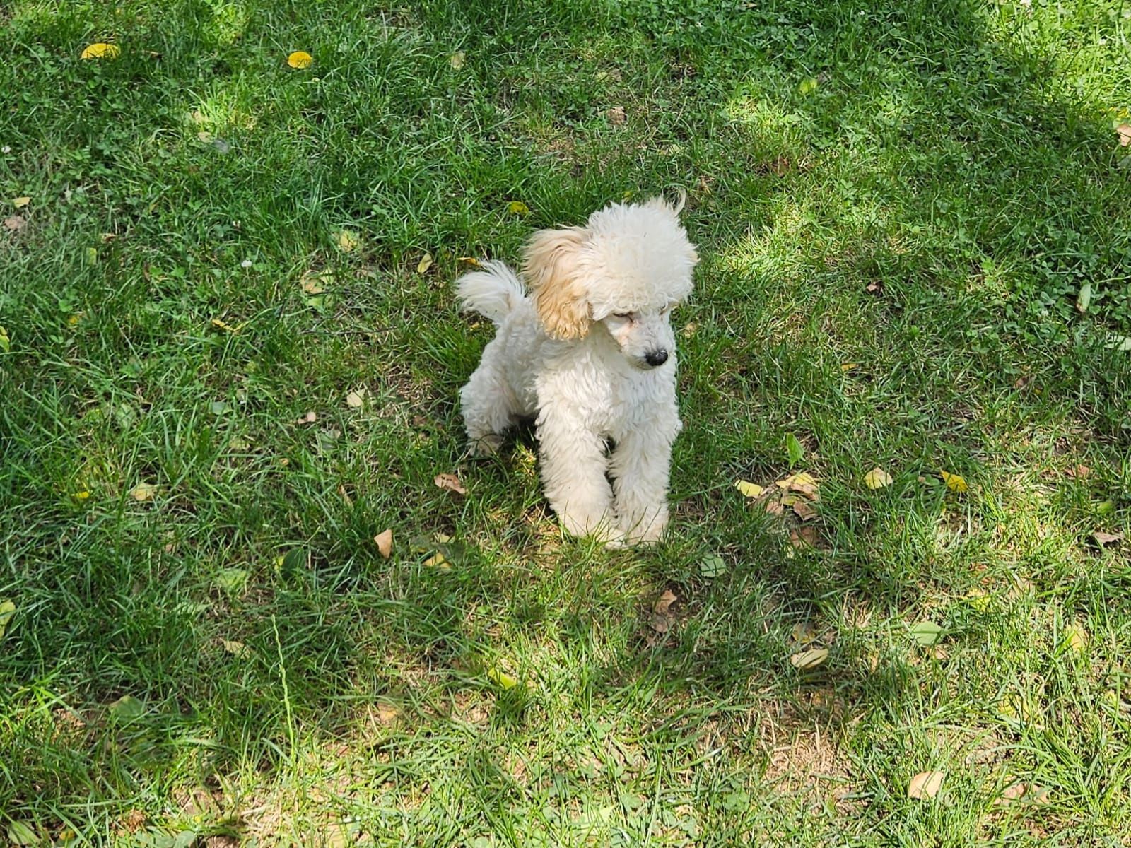 Szczeniak Pudel Toy