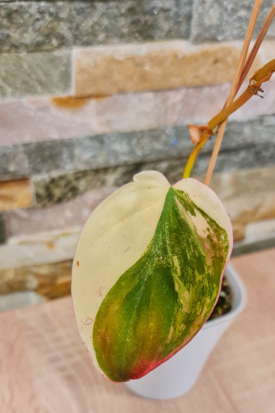 Philodendron Micans variegata