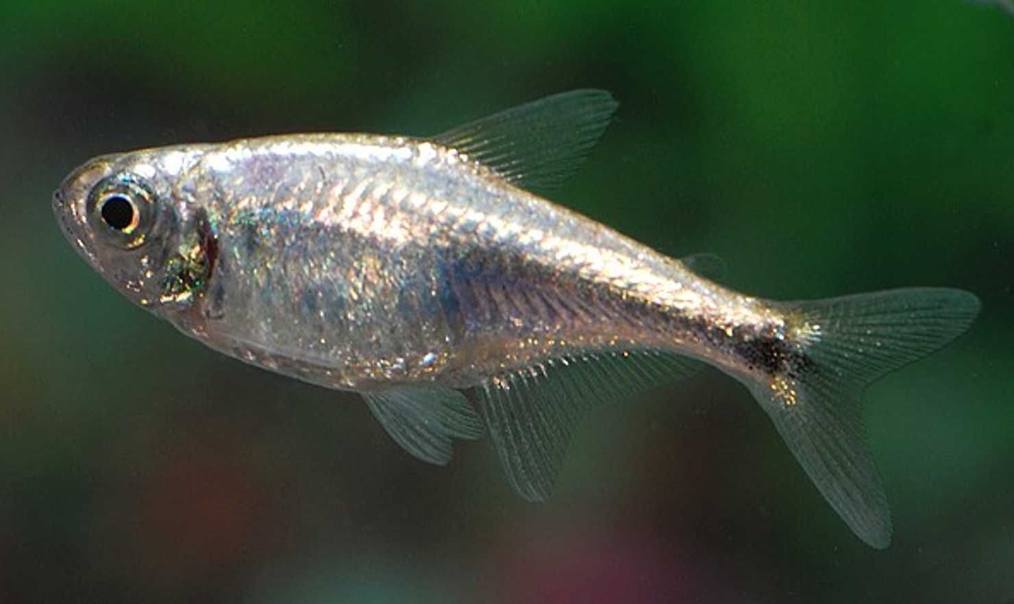 Zwinnik Armstronga - Hemigrammus armstrongi - dowóz, wysyłka