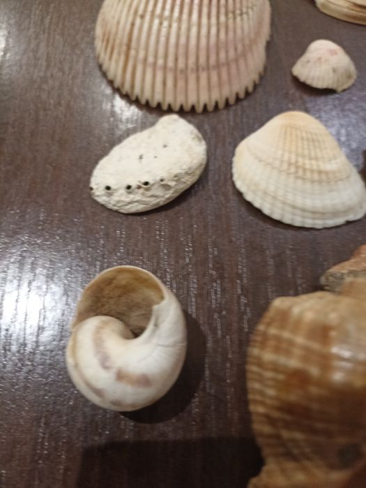 Продам ракушки для аквариума