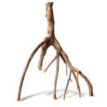 Rhizophora mangle "the Red Mangrove" - korzeń M