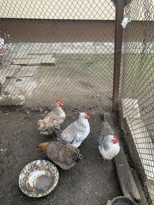 Продам кури бірківська барвиста.