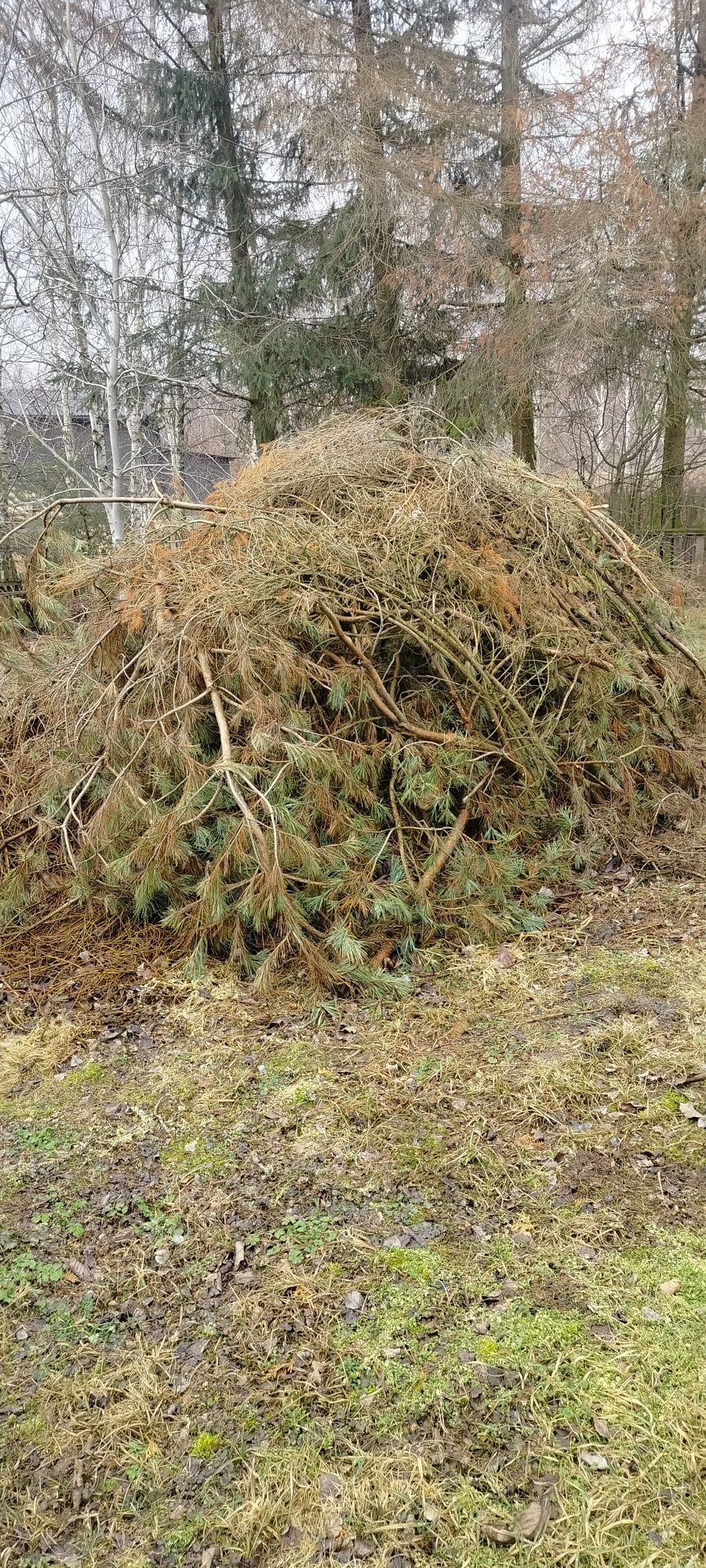 Gałęzie na rozpałkę(sosna,świerk)