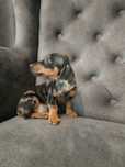 Jamnik Blue merle