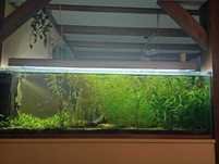 Akwarium 600 l + sump