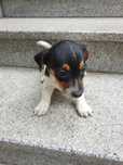 Jack russell terrier aktualne