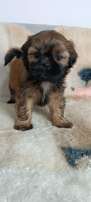 Shih Tzu suczka z rodowodem. Odbiór od 25.10.25r