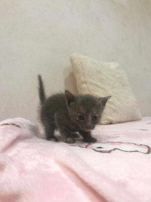 Bolota- gatinha bebe para adoção responsável