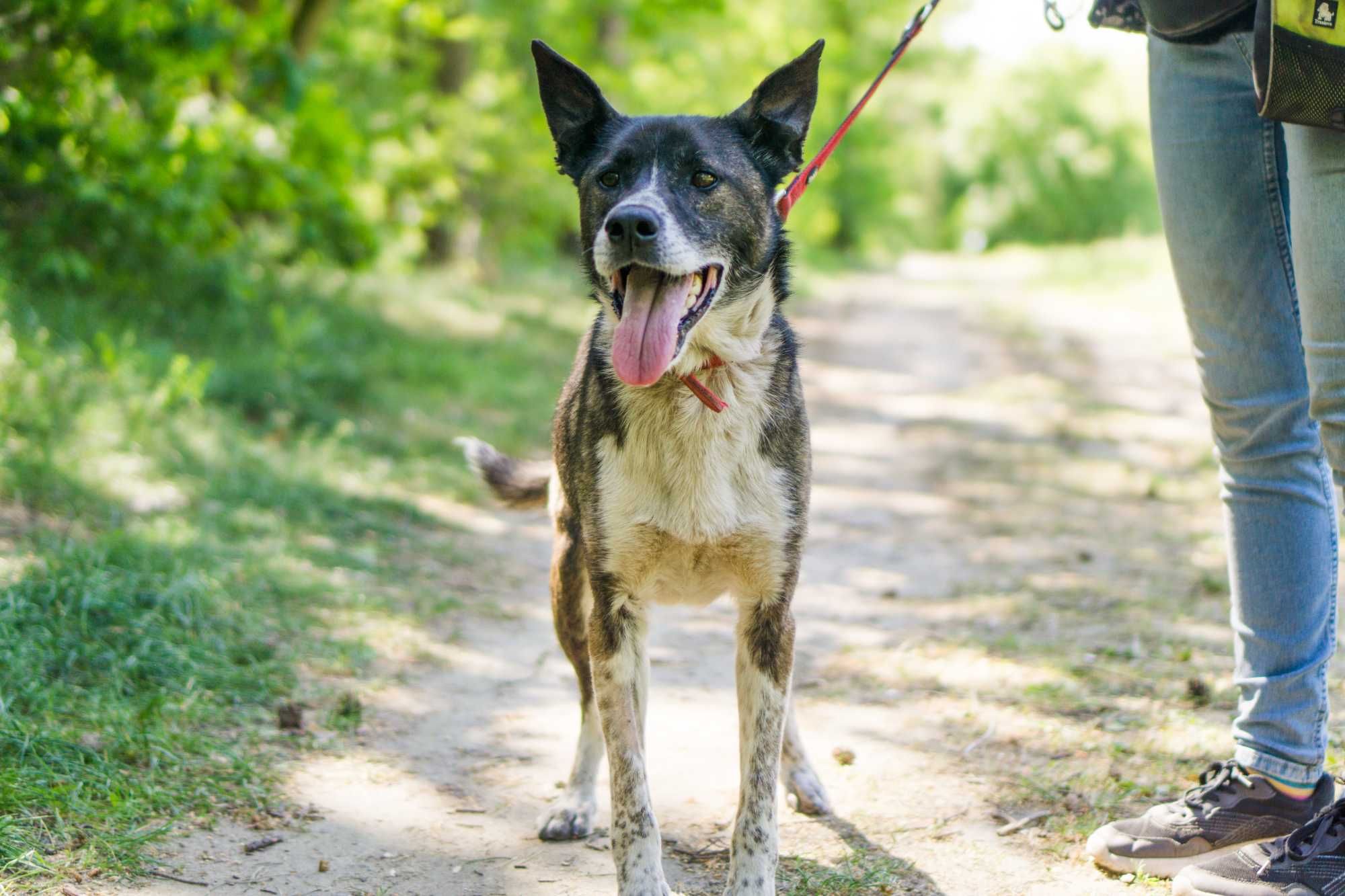 10 letni Salto do adopcji!